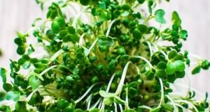 micro green 2 min